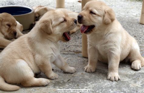 No wonder it's so popular! How much would a Yellow Lab puppy cost?