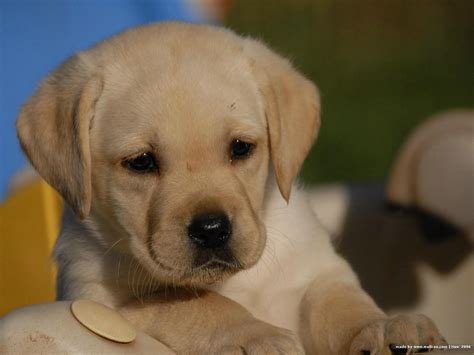 Cute Puppy Dogs Labrador Retriever Puppies