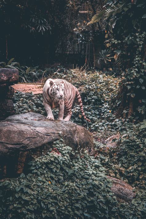Jungle Animal Pictures Download Free Images On Unsplash