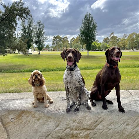 Harmonious Hounds | Dog training | Puppy training | Western Sydney