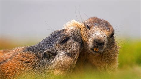 Austrian Alpine Marmots Bing Wallpaper Download