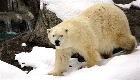 Detroit Zoo Provides Sanctuary For Aging Polar Bear