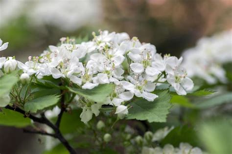Grappoli di fiori bianchi penzolano dagli alberi lungo la strada e lungo i sentieri. Albero Di Fioritura Ornamentale Di Pinnatifida Del ...