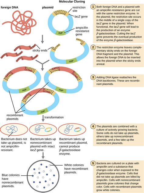 Microbes And The Tools Of Genetic Engineering · Microbiology
