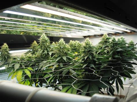 Dodge ram trailer wiring color code : Autoflower ScrOG (Screen Of Green)