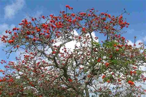 Erythrina X Sykesii