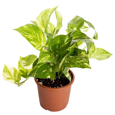 Nurturing Green Indoor Money Plant Hybrid