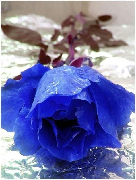 Les Roses Bleues Images Insolites Blue Roses Beautiful Roses