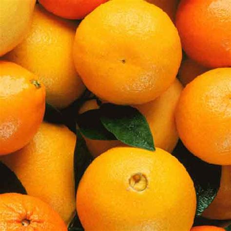 african cherry orange nutrition facts african cherry orange health benefits