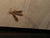 Photos of Long Stinger Wasp