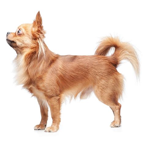 Chihuahua Long Coat Dog Breed