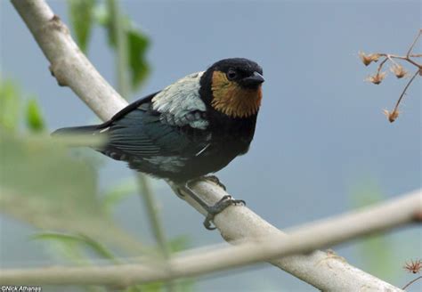 Photo Gallery Tanagers Part Iii Photo Galleries Photo Gallery