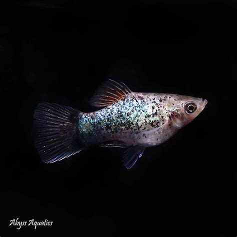 Buy Blue Calico Platy Fast Professional Service
