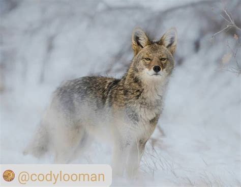 Coyote Watch Canada On Instagram A Surreal Beautiful Capture A