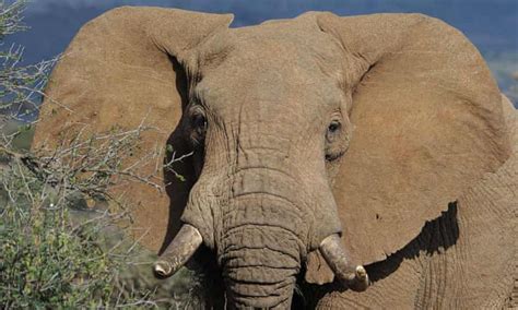 African Elephants Could Be Extinct In Wild Within Decades Experts Say