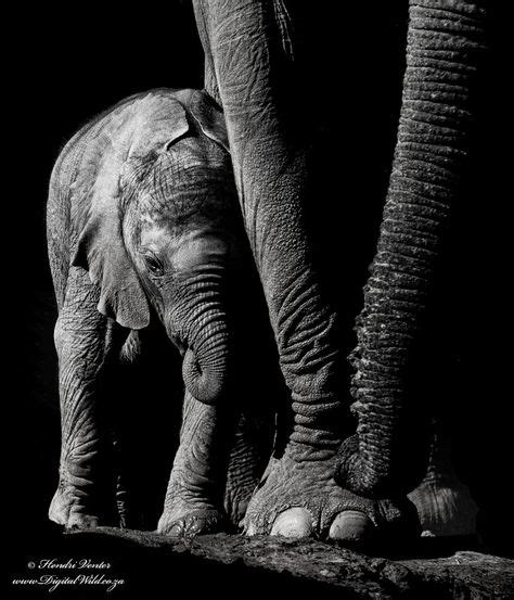 Слонята - 29 очаровательных фотографий | Baby elephant, Elephant, Baby elephant images