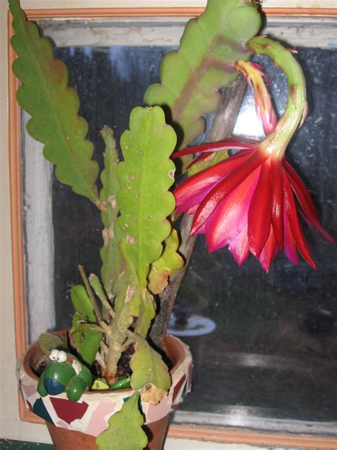 Cactus Flower Only Blooms Once A Year My Christmas Cactus Is Blooming