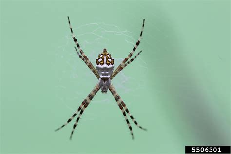 Silver Garden Spider Argiope Argentata