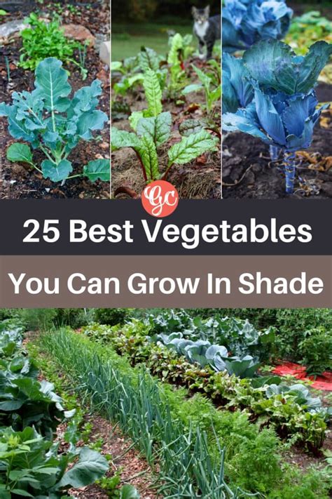 25 Shade Tolerant Vegetables And Tip For Growing Them In A Shady Garden