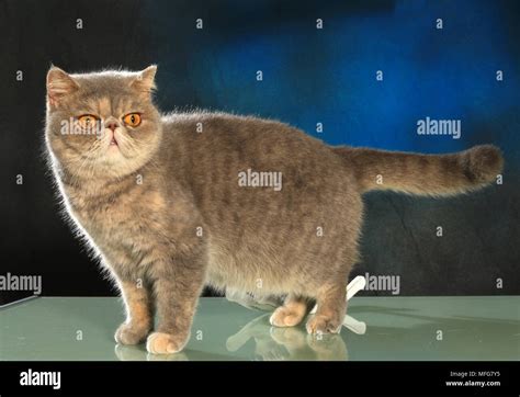 Exotic Shorthair Cat Stock Photo Alamy