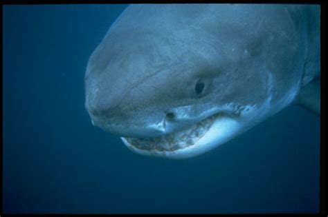 Devils Teeth And Mysterious Sharks Of Sharktober San Rafael Ca Patch