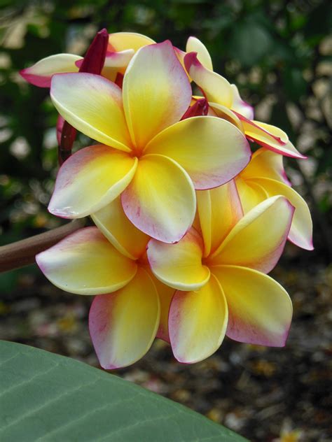 Hawaiian Plumeria By Joeyartist Nourish Your Soul