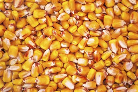 Corn Seed Stock Image F0217943 Science Photo Library