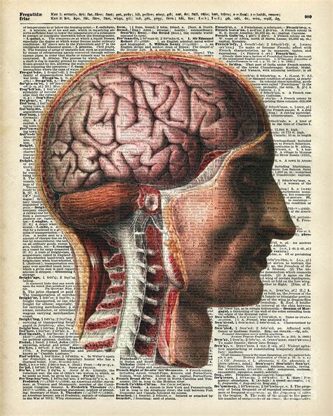 He believed the workings of the human body to be an analogy, in microcosm, for the workings of the universe.leonardo wrote: Vintage Human Brain Anatomy Drawing by Anna W