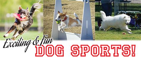 Fun And Exciting Dog Sports