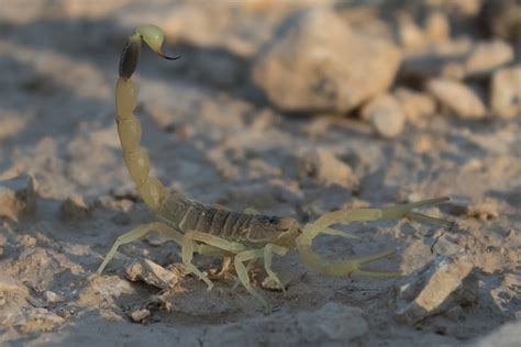 Limited time sale easy return. Scorpion census: FSU researchers update global record of medically significant scorpions ...