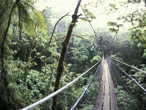 Sky Walk Monteverde Cloud Forest Costa Rica Photographic Print
