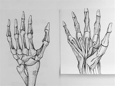 Human Anatomy Sketches On Behance