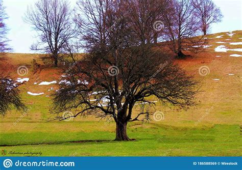 Early Spring Landscape In A Field With Trees Without Leaves Stock Image