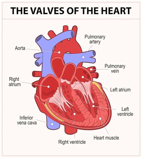 Premium Vector Diagram Of Human Heart Anatomy