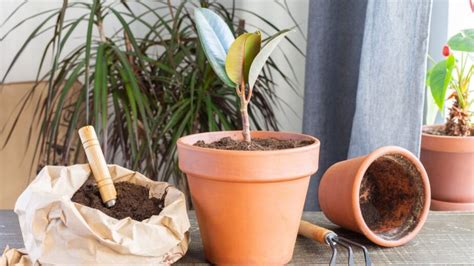 Fertilizing Houseplants How When And What To Use Gardening Sun