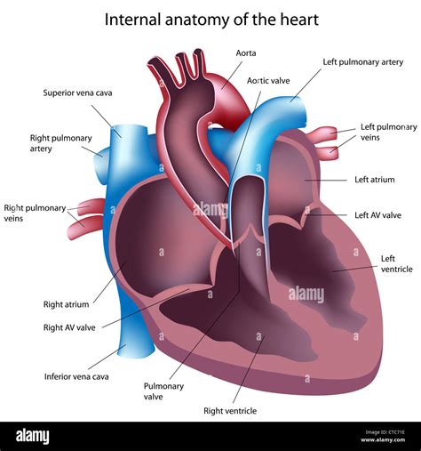 Heart Aorta Medicine Cross Section Hi Res Stock Photography And Images