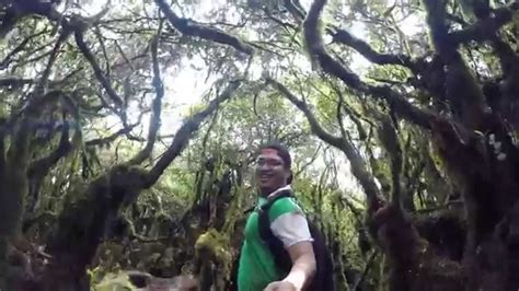 Mossy forest the wonders of the cloud rain forest located at bukit brinchang, brinchang, cameron, malaysia you may also. Mossy Forest Cameron Highlands 2015 GoPro - YouTube