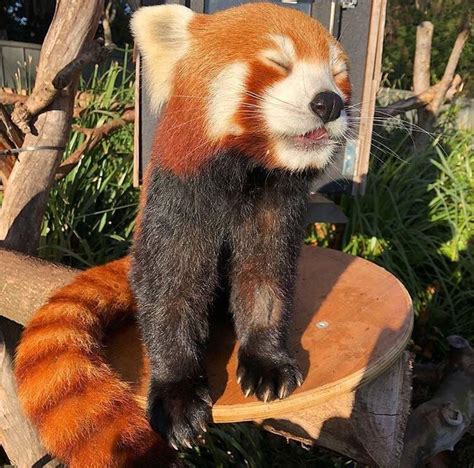 Red Panda Melbourne Zoo Cute Animals