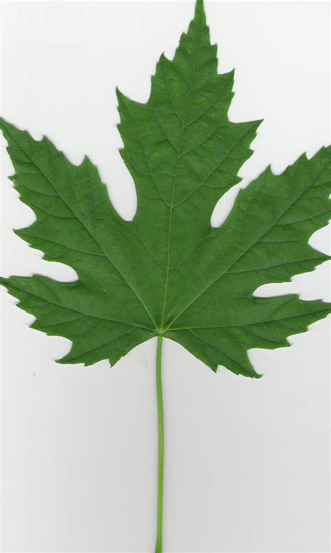 Filesilver Maple Leaf Wikipedia