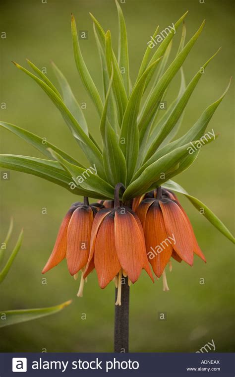 Crown Imperial Fritillaria Imperialis Close Up Stock Photo Alamy