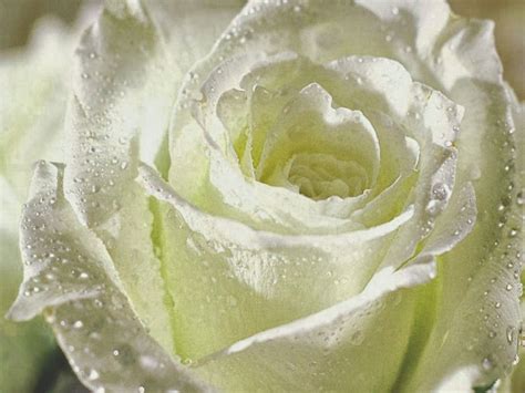 Gambar Bunga Rose Putih Ella Mitchell