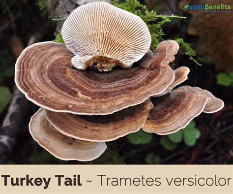 facts and benefits of turkey tail medicinal mushroom clinical research news and recipes