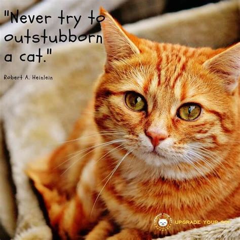 17 Cute And Fun Cat Quotes With Images