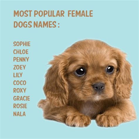 Most Popular Female Dog Names Artofit