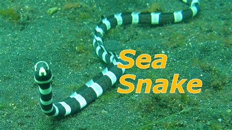🐍 Coral Reef Snake Sea Snake In The Pacific Ocean 🌊 Youtube