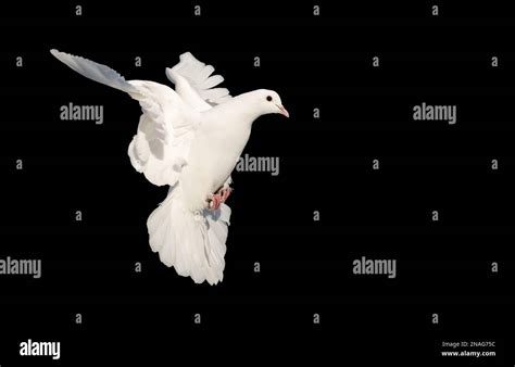 White Dove In Flight Isolated On Black Stock Photo Alamy