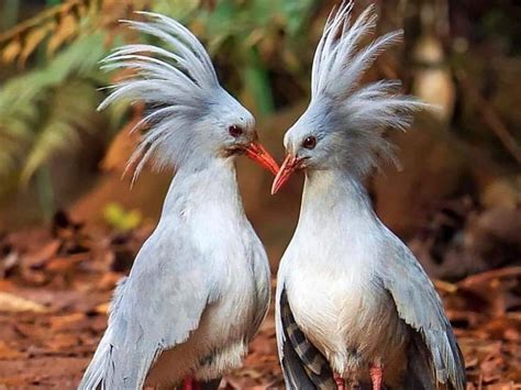 The Rarest Birds In The World Shortpedia Voices