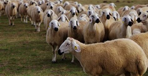 Rüyada koyun sürüsü görmek ne anlama geliyor? Rüyada koyun sürüsü