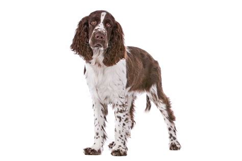 There are different spaniel breeds which include the british spaniel, the american spaniel, dutch. English Springer Spaniel Dog Breed » Info, Pics, & More