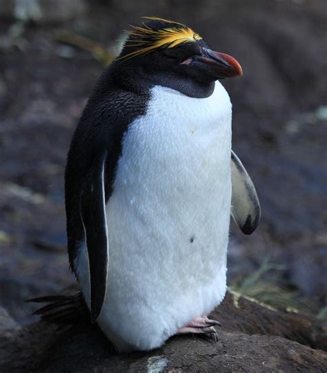 Most Baby Macaroni Penguins Get Eaten Discover Magazine